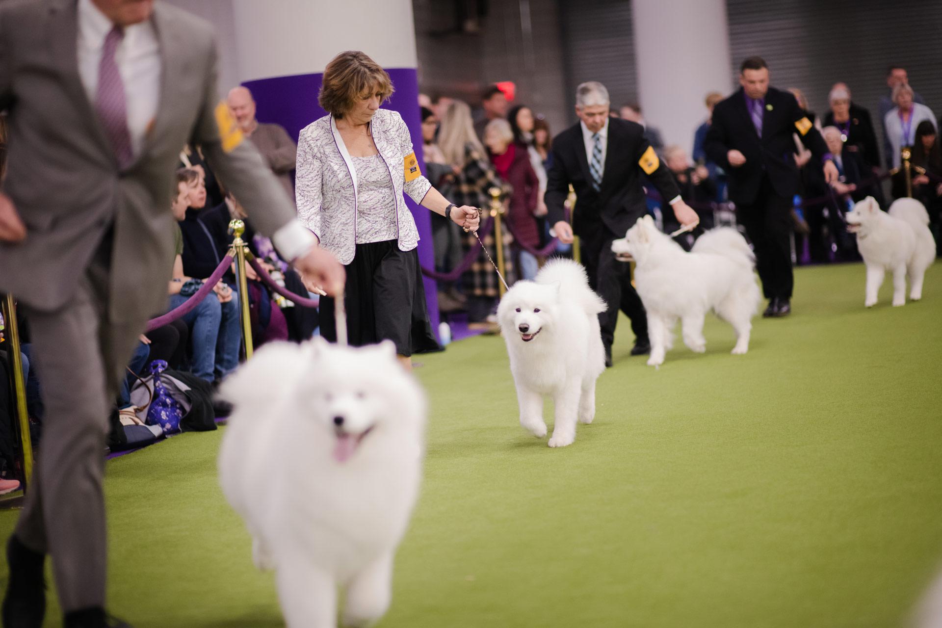 Handlers walking Samoyed dogs on a green grass during the show. People are dressed formally, and the dogs appear well-groomed. Spectators are visible in the background.